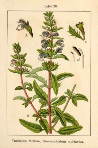 Turky Balm - Dracocephalum moldavica - Змееголовник молдавский